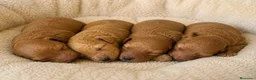 Caniche Toy perros en venta: Caniche Toy Apricot disponibles para reservar 🧡 - Anuncio 1