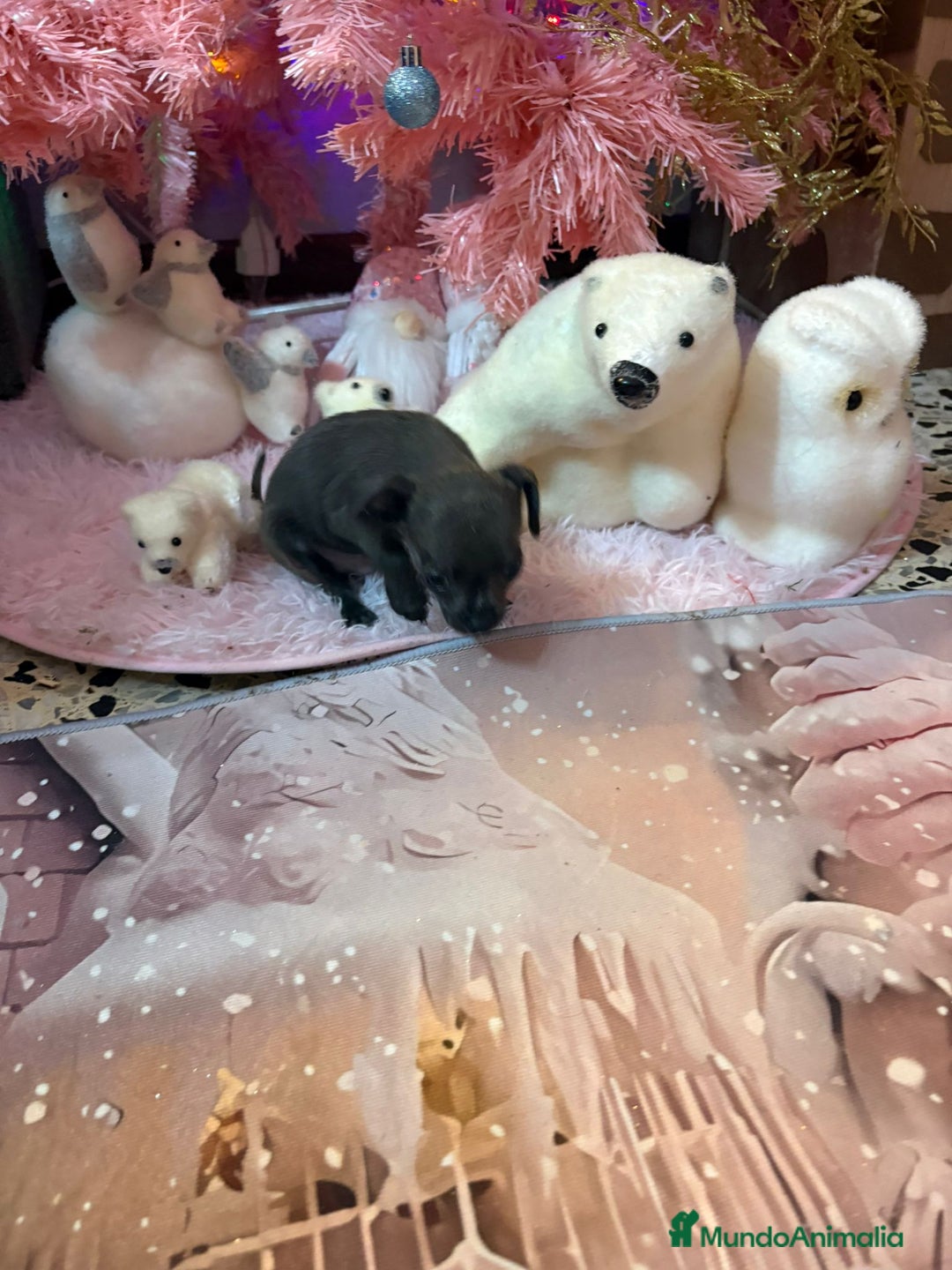 Chihuahua perros en venta: Chihuahua toy blue - Anuncio 3