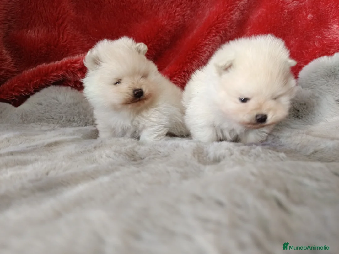 Pomerania perros en venta: Pomerania de Lulú en Badajoz - Anuncio 1