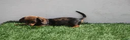 Teckel Miniatura perros en venta: Teckel Miniatura  - Anuncio 22