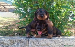 Teckel perros en venta: CACHORRO TECKEL PELO DURO  - Imagen 1