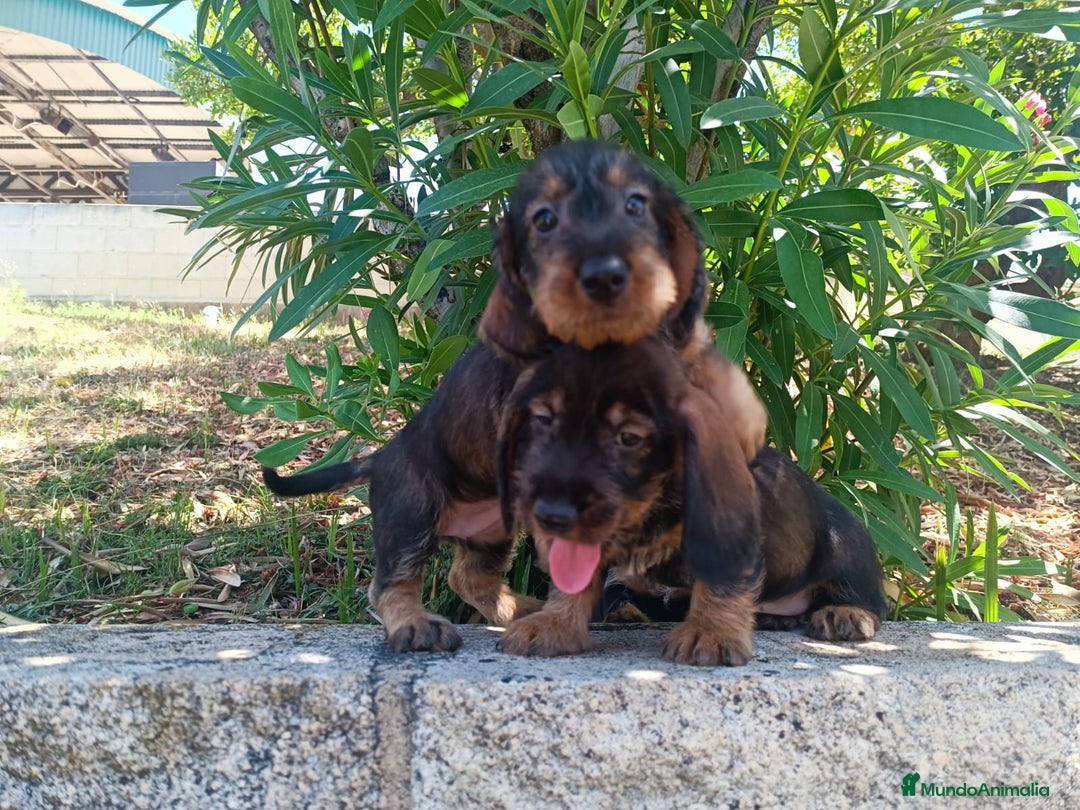 Teckel perros en venta: CACHORRO TECKEL PELO DURO  - Imagen 1