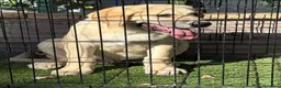 Pastor de Asia Central perros en venta: Cachorro macho Alabai 3 meses  - Anuncio 2