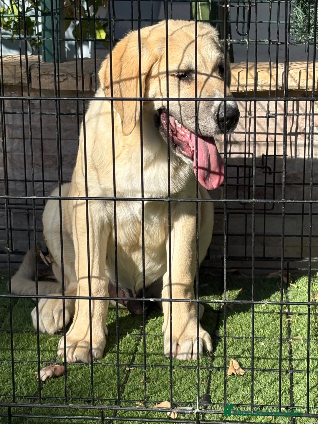Pastor de Asia Central perros en venta: Cachorro macho Alabai 3 meses  - Anuncio 2