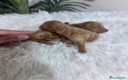 Caniche Toy perros en venta: CANICHE TOY - Imagen 28