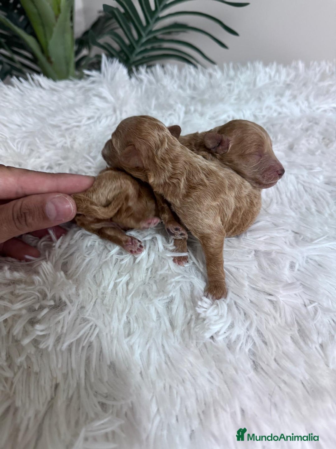 Caniche Toy perros en venta: CANICHE TOY - Imagen 28