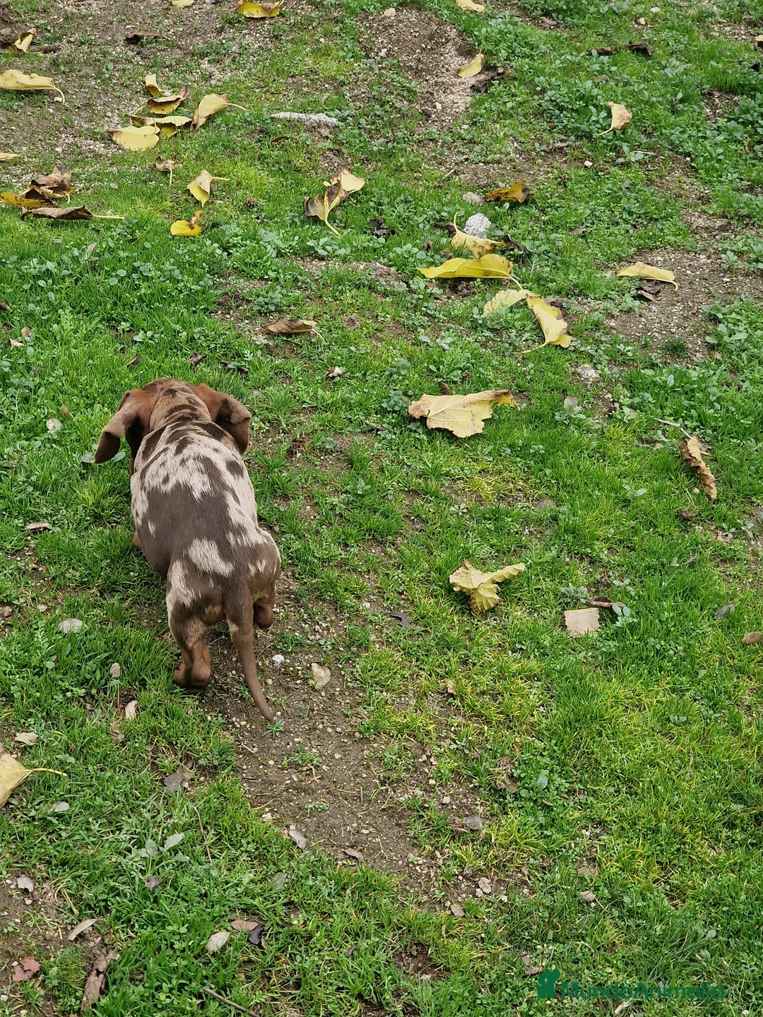 Teckel Miniatura perros en venta: TECKEL - Anuncio 4