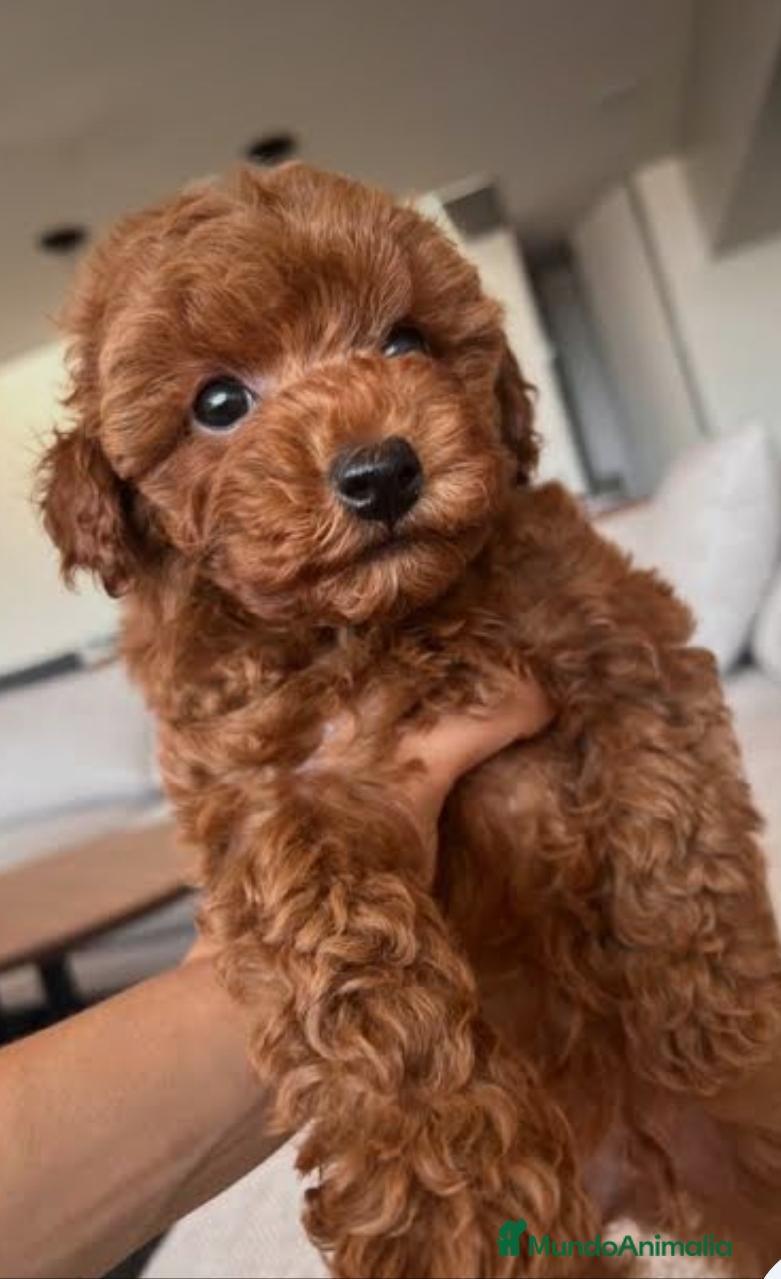 Caniche Enano perros Preciosos caniches Alicante - Anuncio 1