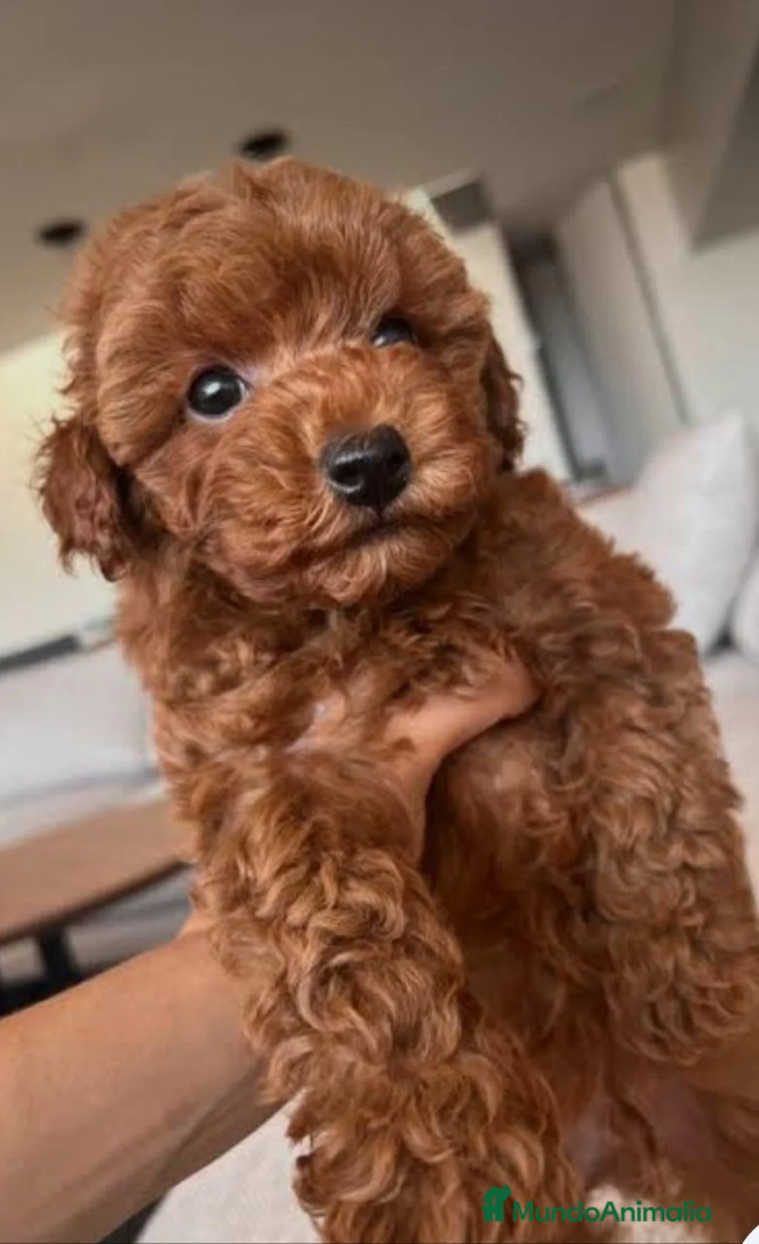 Caniche Enano perros en venta: Preciosos caniches Alicante - Anuncio 1