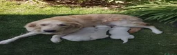 Golden Retriever perros en venta: Cacharros de golden retriever  - Anuncio 4