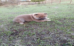 Shiba Inu perros en venta: Cachorros de Shiba Inu  - Imagen 6