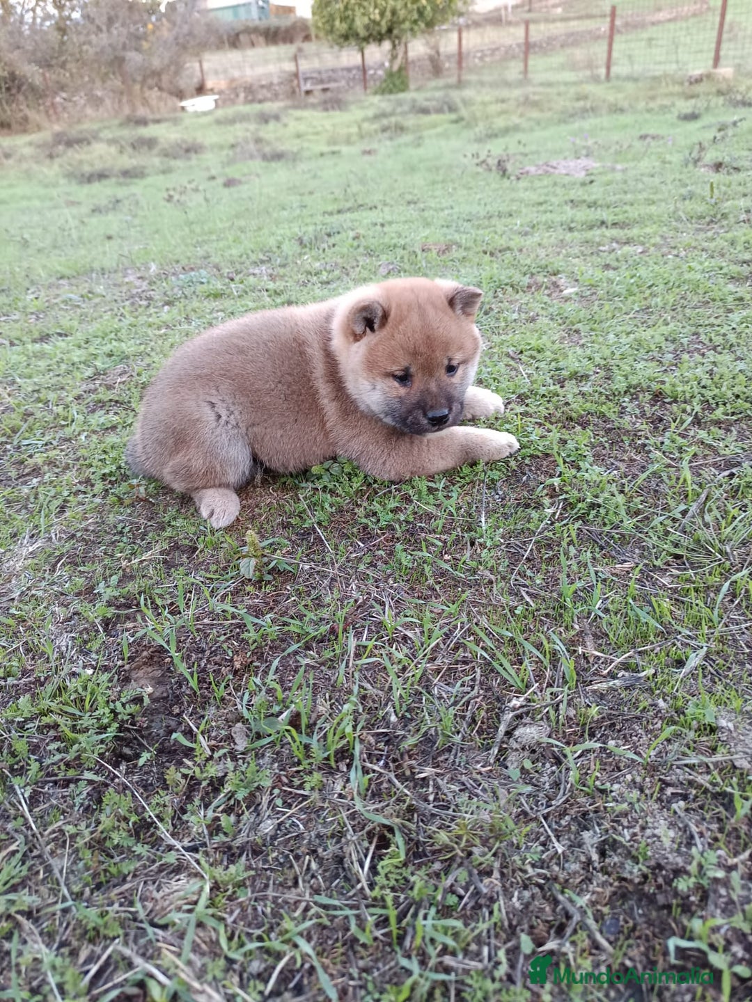 Shiba Inu perros en venta: Cachorros de Shiba Inu  - Imagen 6