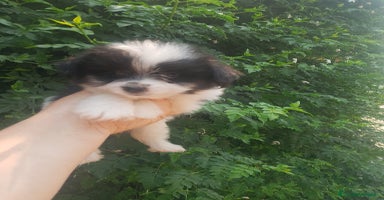 Bichón Maltés perros - Anuncio 15