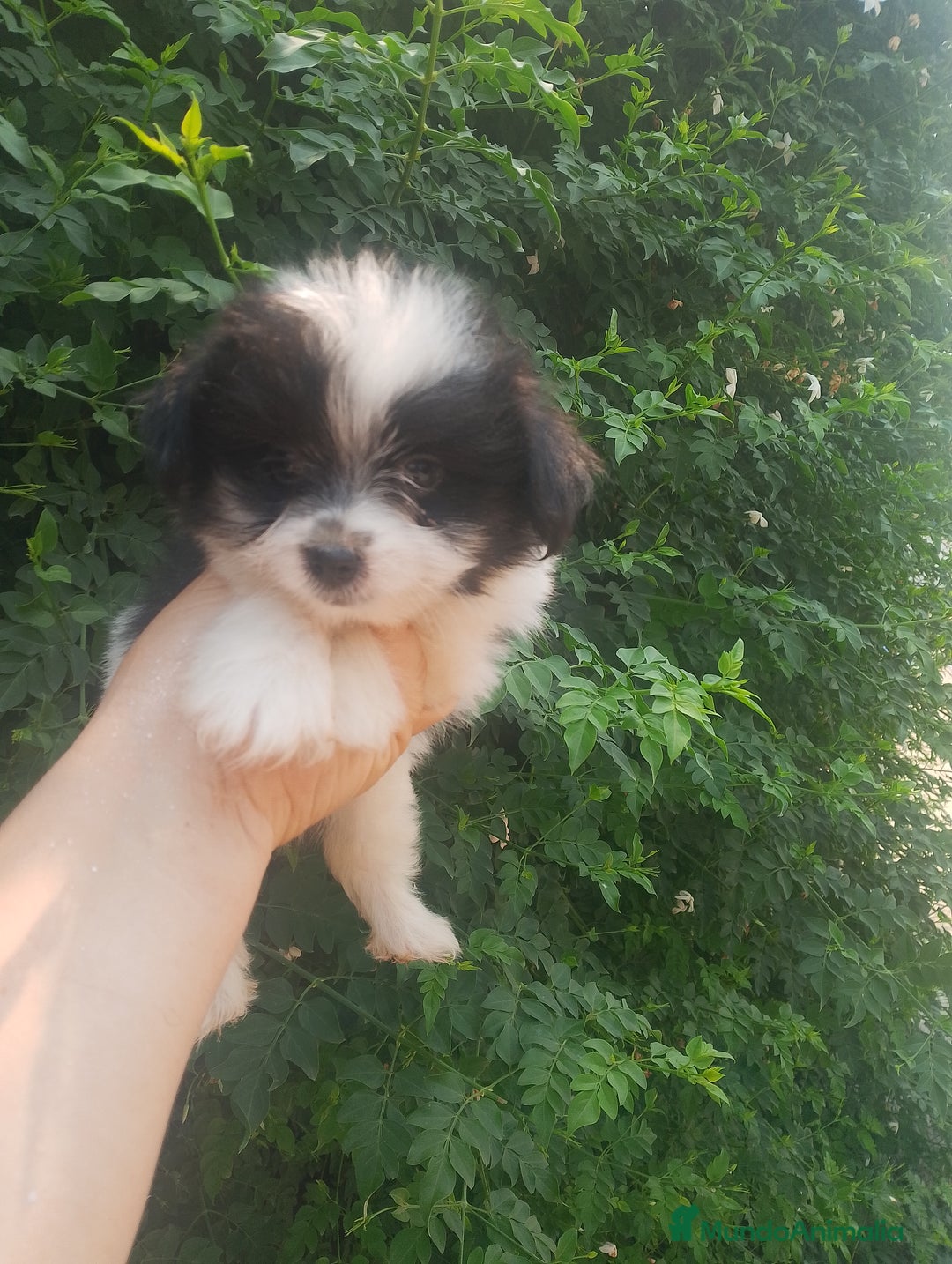 Bichón Maltés perros en venta: Maltipom machos  - Imagen 2