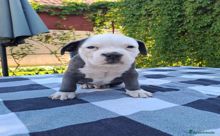 American Staffordshire-Terrier perros - Propaganda 2