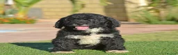 Perro de Agua Español perros en venta: Perro de agua , cachorros  - Anuncio 7