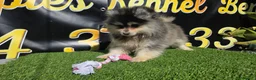 Pomsky perros en venta: Pomsky toy  - Anuncio 1