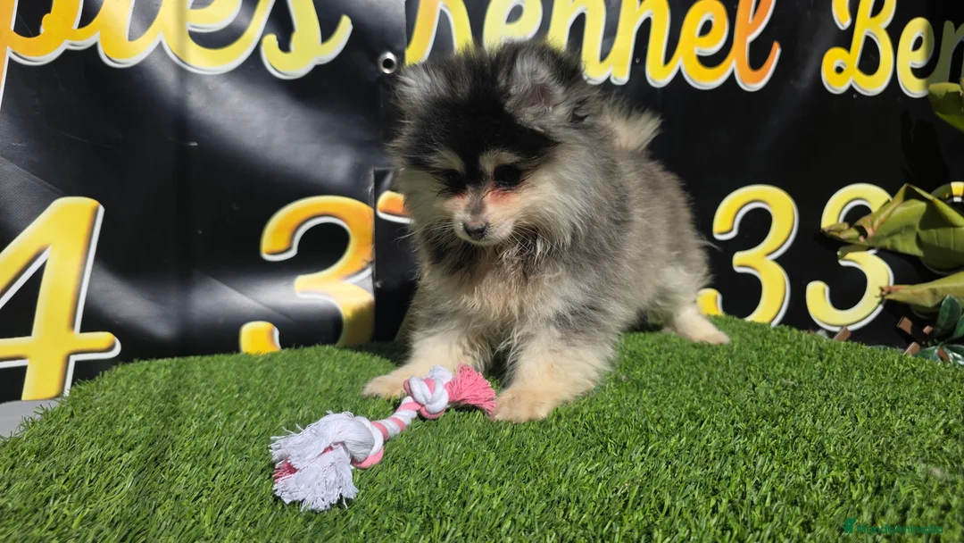 Pomsky perros en venta: Pomsky toy  - Anuncio 1