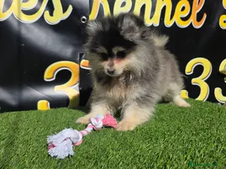 Pomsky perros Pomsky toy - Anuncio 2
