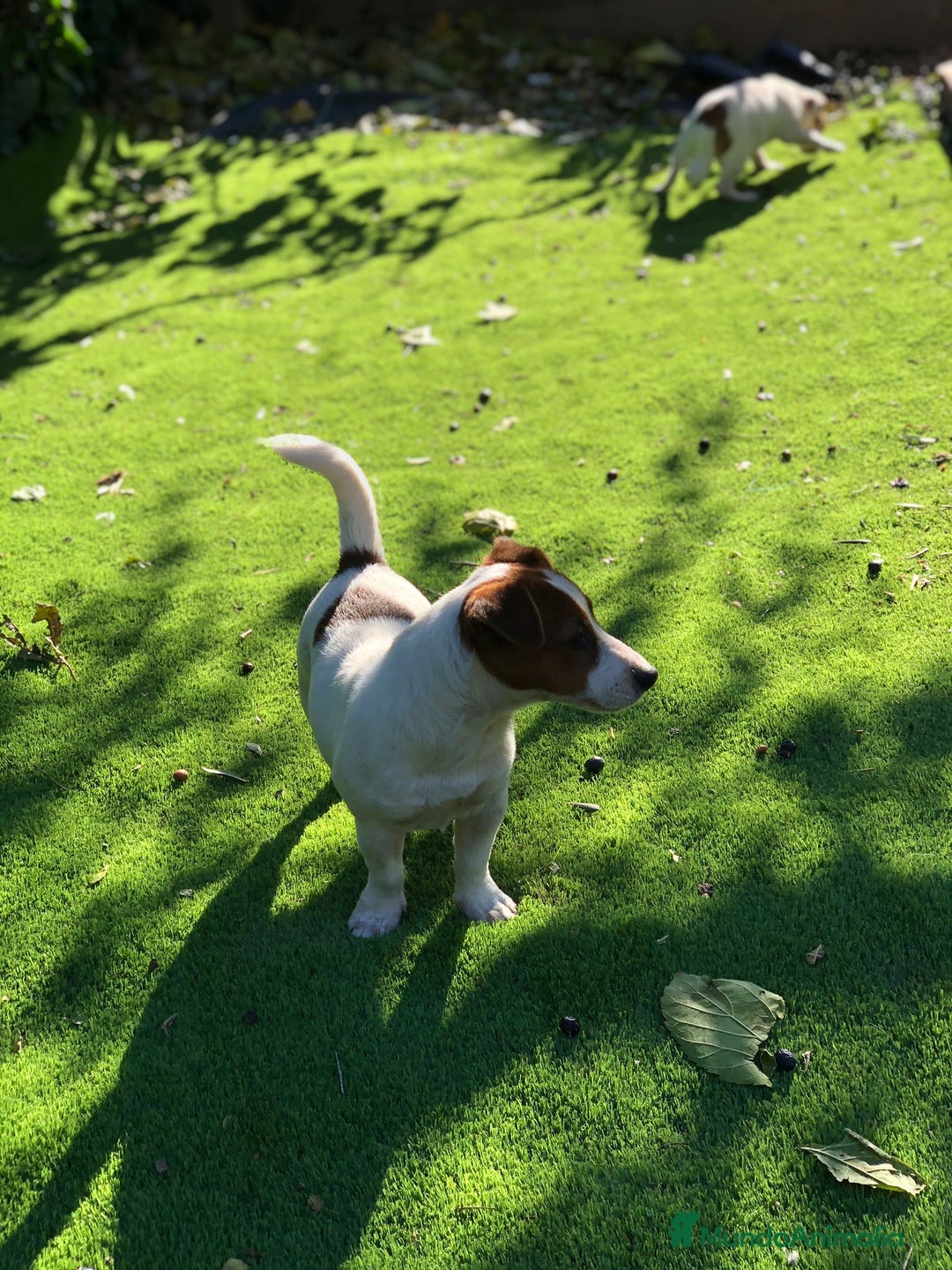 Jack Russell Terrier perros en venta: Jack Russell listos para ser tu compañía ideal 🐾 - Anuncio 6
