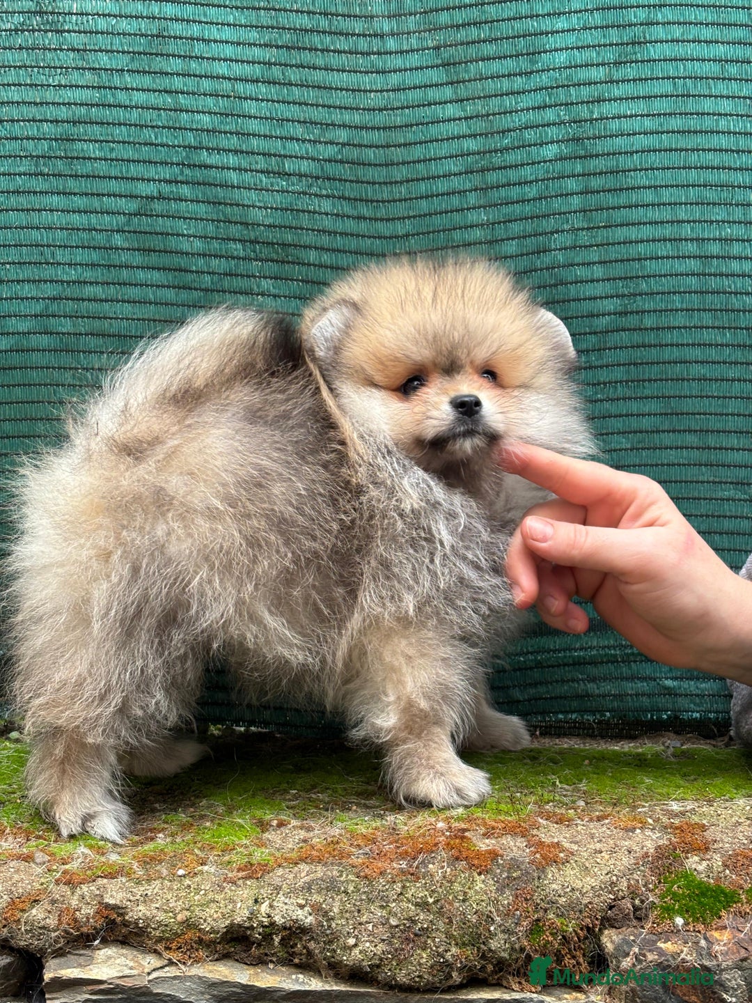 Pomerania perros en venta: Pomerania MADRID, Cáceres línea coreana y rusa - Anuncio 2