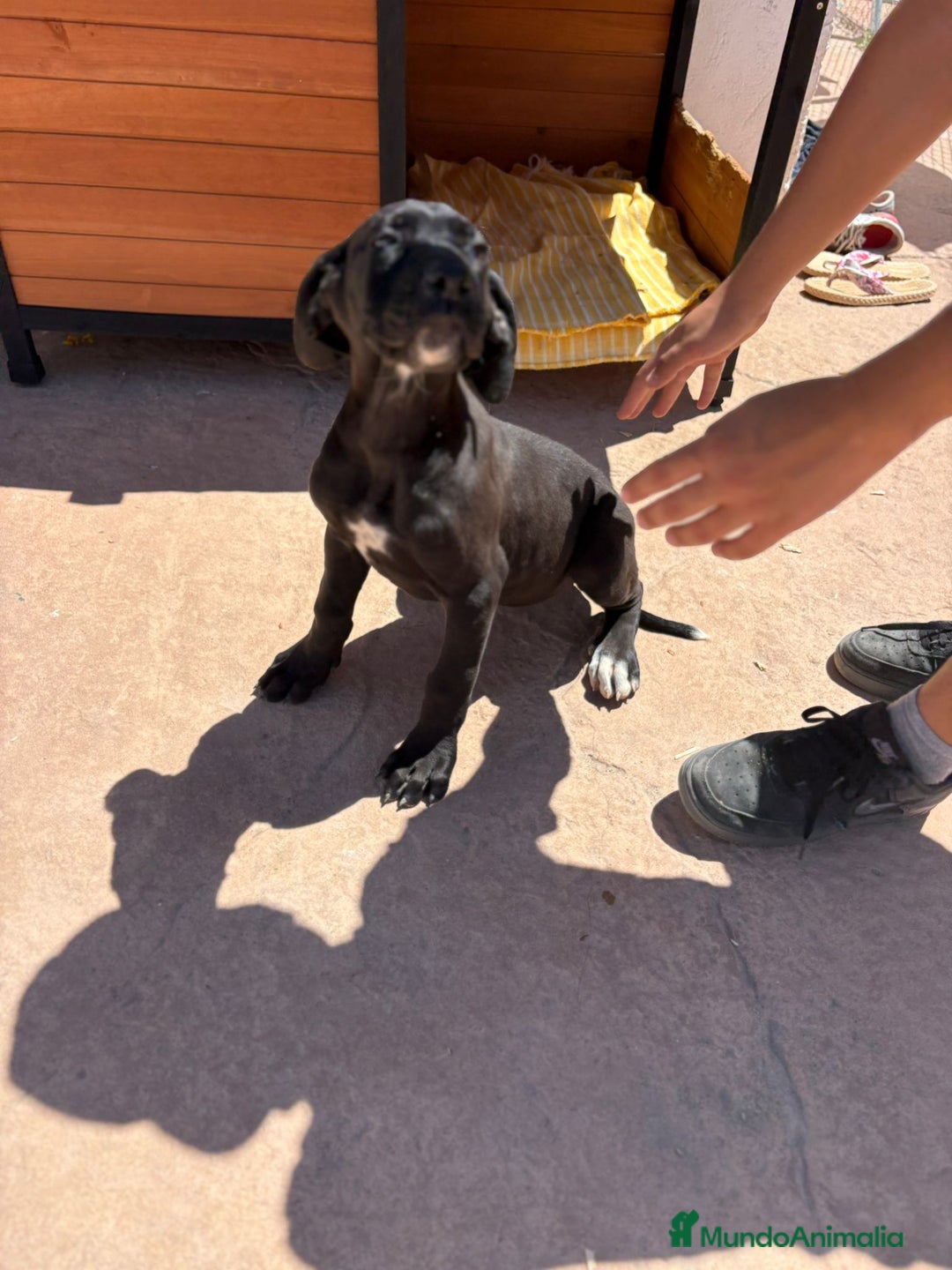 Dogo Alemán perros en venta: OPORTUNIDAD GRAN DANES HEMBRA - Imagen 6