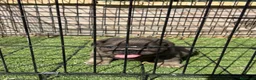 Bulldog Francés perros en venta: Cachorro fuffly  - Anuncio 11