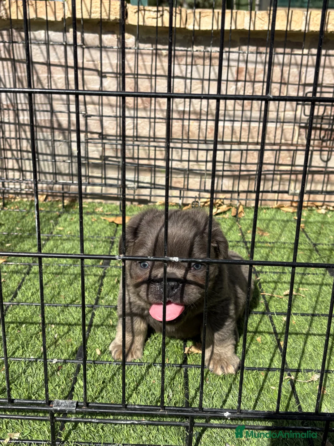 Bulldog Francés perros en venta: Cachorro fuffly  - Anuncio 11