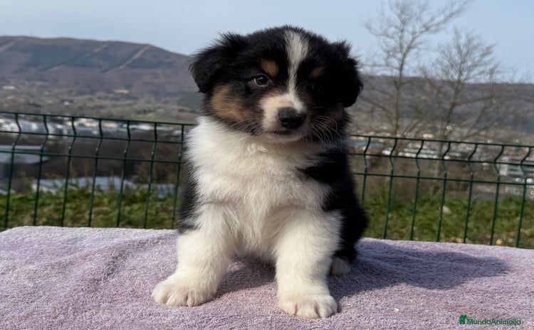 Pastor Australiano perros en Guipúzcoa - Propaganda 15