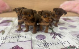 Pinscher Miniatura perros en venta: Pinscher miniatura chocolate  - Imagen 9