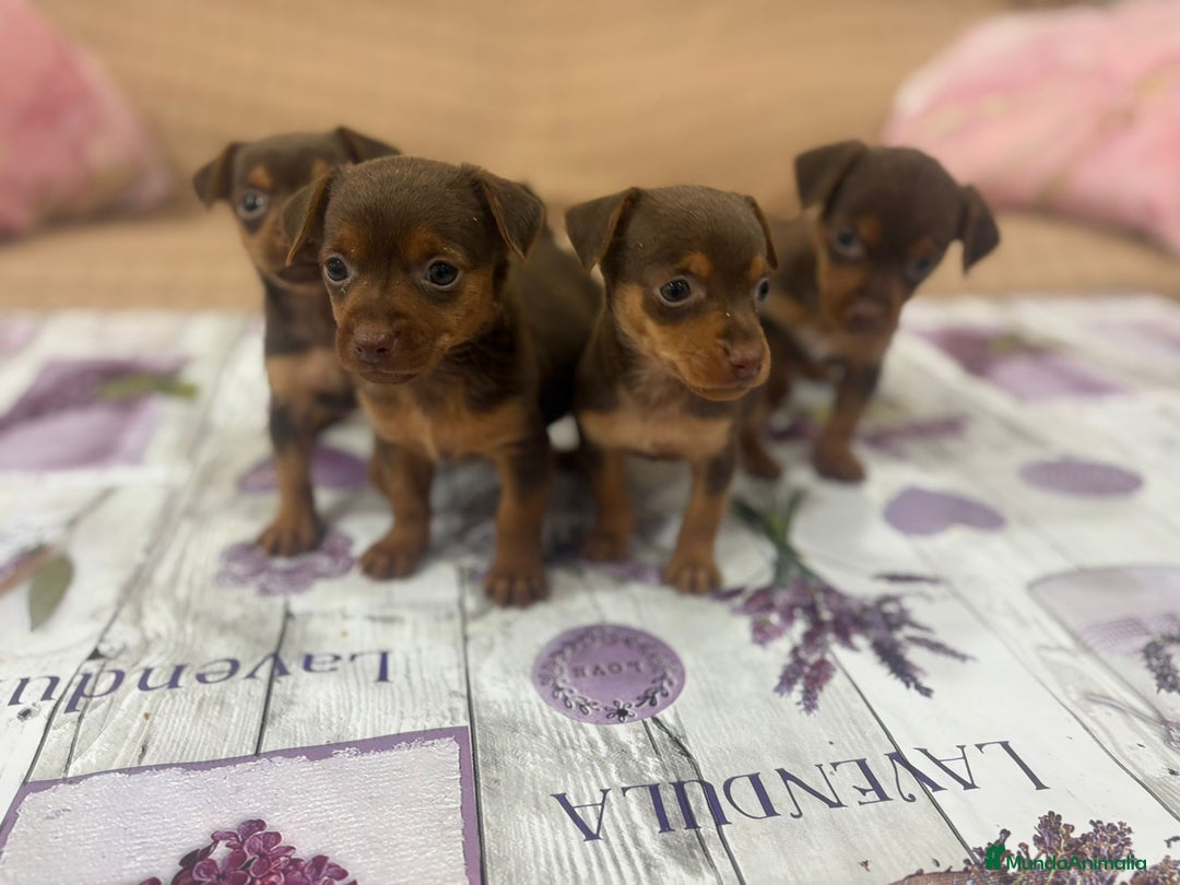 Pinscher Miniatura perros en venta: Pinscher miniatura chocolate  - Imagen 9