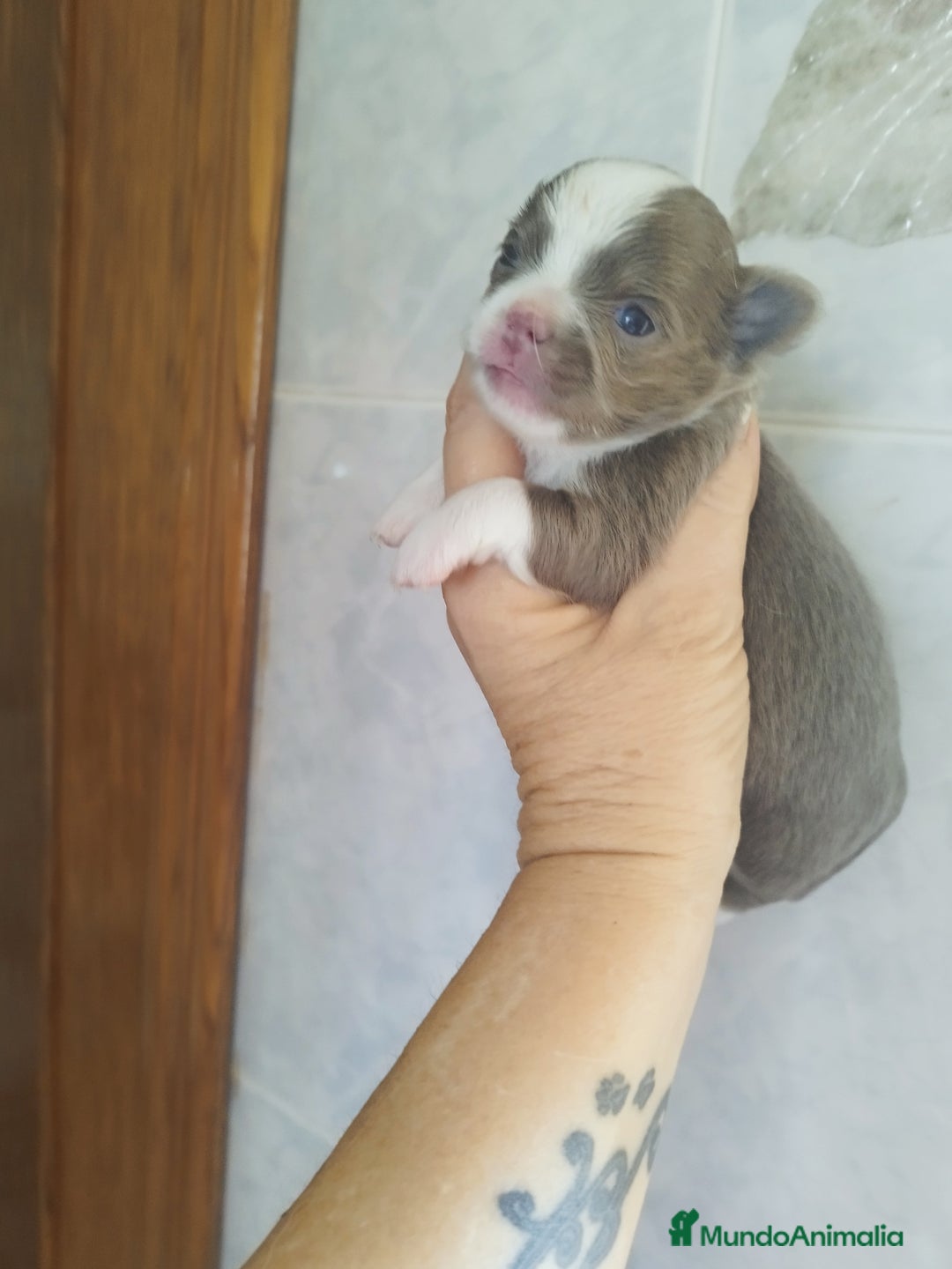 Chihuahua perros en venta: Chihuahua macho toy  - Imagen 2