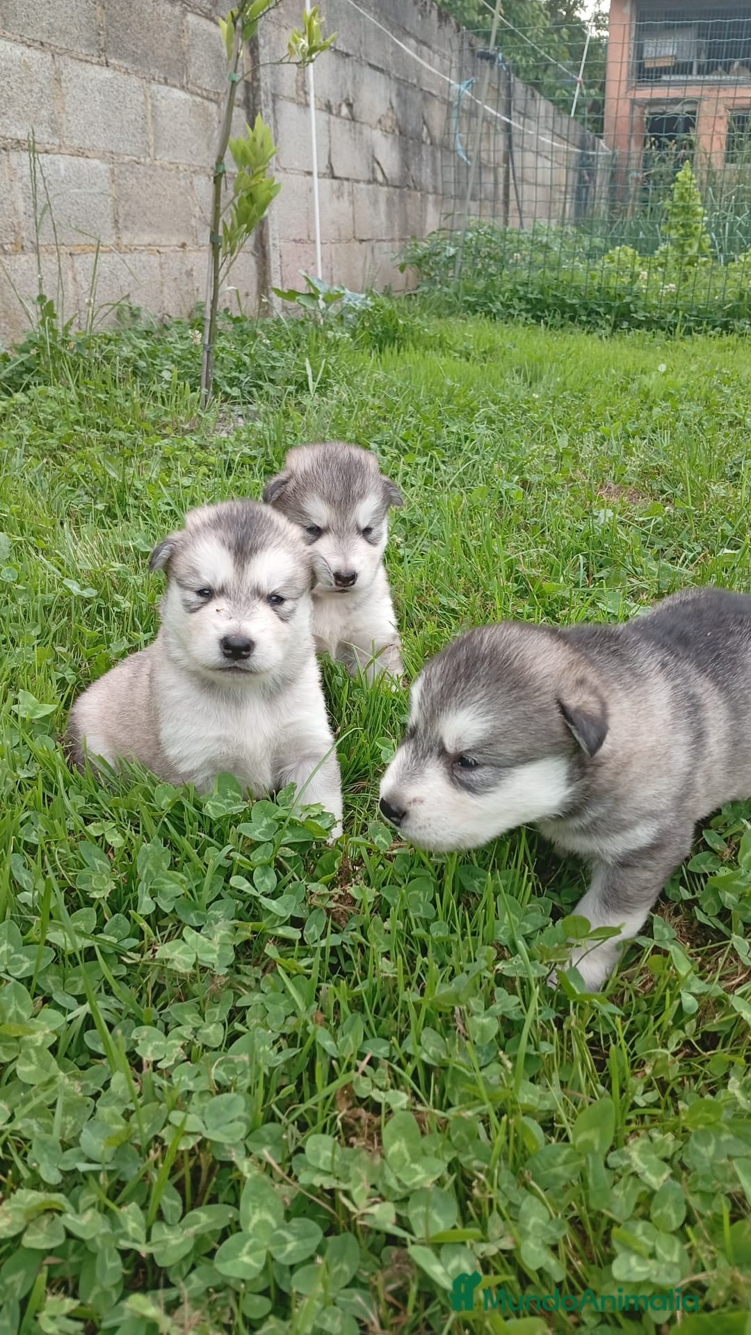 Alaskan Malamute perros en venta: Alaska Malamute  - Anuncio 1