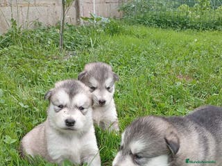Alaskan Malamute perros Alaska Malamute - Anuncio 28