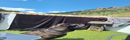 Shar Pei perros para monta: SE OFRECE MACHO SHAR PEI PARA MONTA en Jaén - Anuncio 4