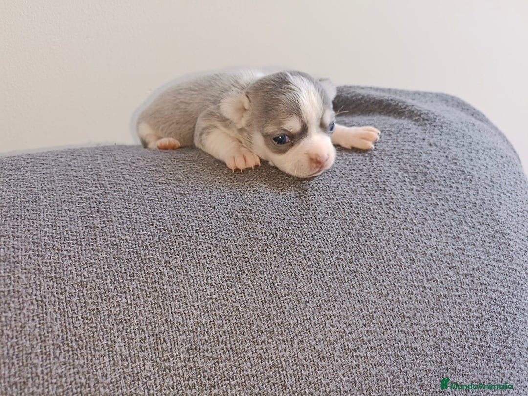 Chihuahua perros en venta: Chihuahua mini toy  - Imagen 9