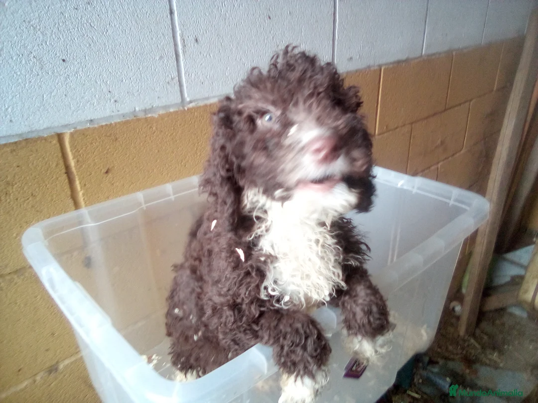 Imagen de galería {{count}}