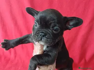 Bulldog Francés perros Bulldog Francés - Anuncio 3