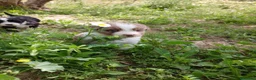 Otras razas perros en venta: AUSTRALIAN WATER DOG - Anuncio 13