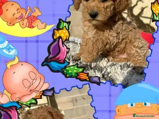 Caniche Toy perros Camada familiar de caniche toy - Anuncio 1