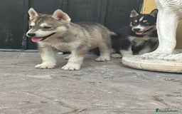 Husky Siberiano perros en venta: Siberian husky camada - Imagen 4