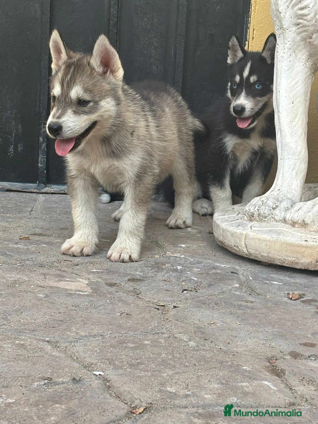 Husky Siberiano perros en venta: Siberian husky camada - Imagen 4