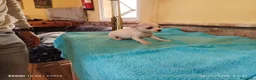 Chihuahua perros en venta: cachorritos chihuahua  - Anuncio 3