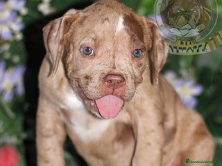 American Bully perros en Sevilla - Anuncio 32