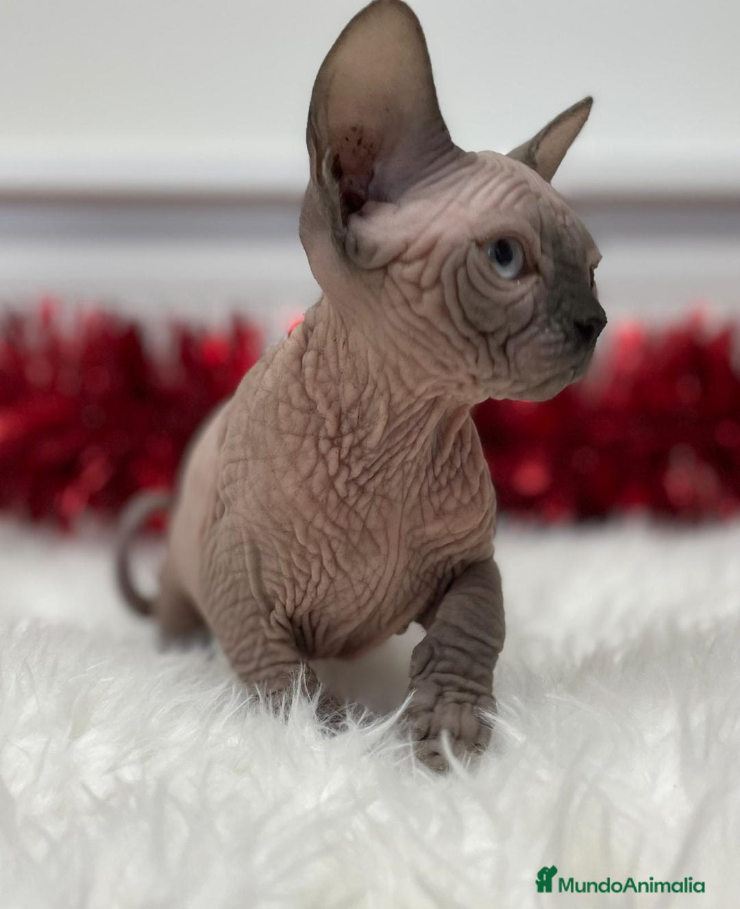 Sphynx gatos en venta: gato sphynx seal point lilac - Anuncio 1