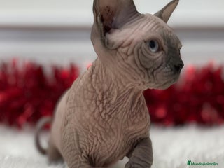 Sphynx gatos gato sphynx seal point lilac - Anuncio 21