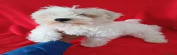 Bichón Maltés perros en venta: Bichon Maltés Americano  - Anuncio 1
