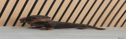 Teckel Miniatura perros en venta: TECKEL MINI DISPONIBLES - Anuncio 11
