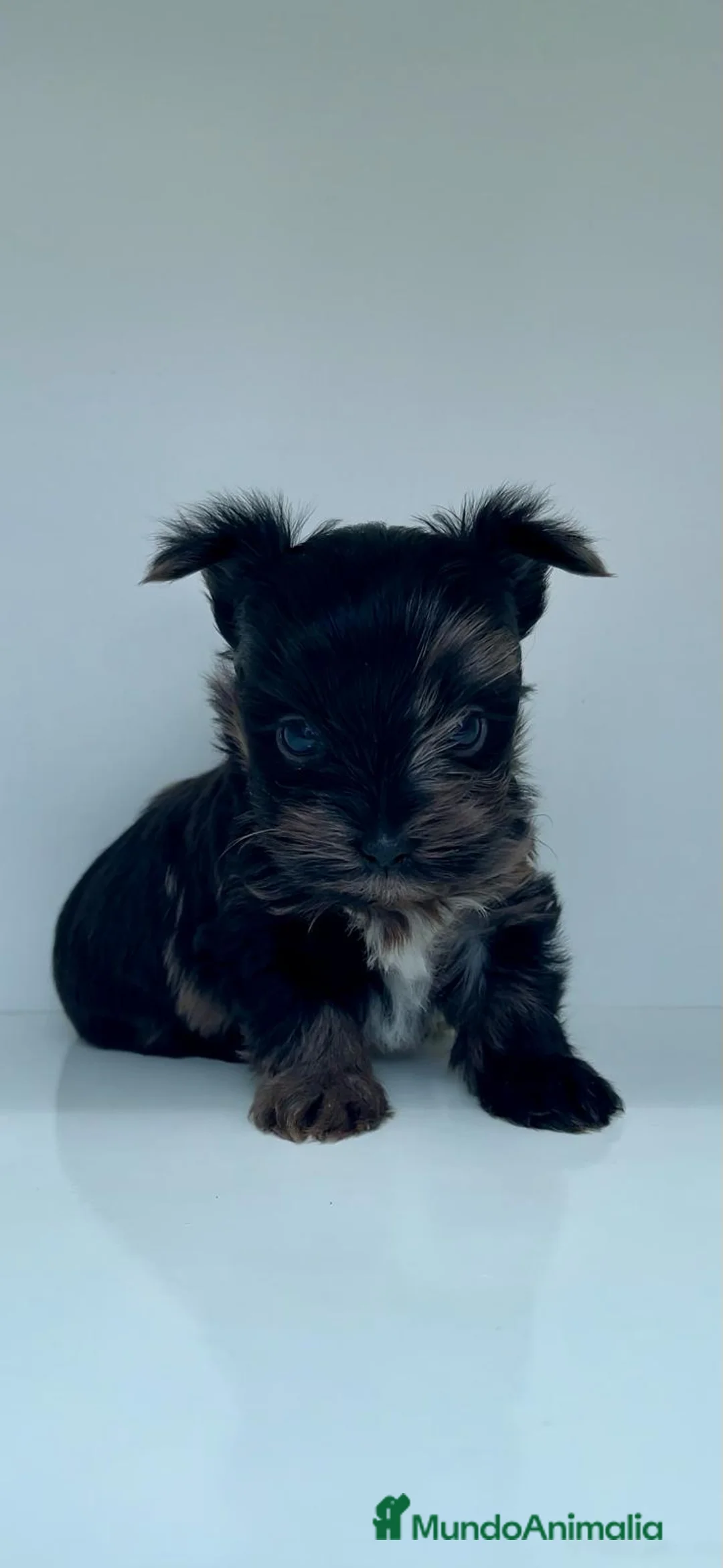 Yorkshire Terrier perros en venta: Exclusivos Yorkshire Bluemerle Toy en Badajoz - Anuncio 1