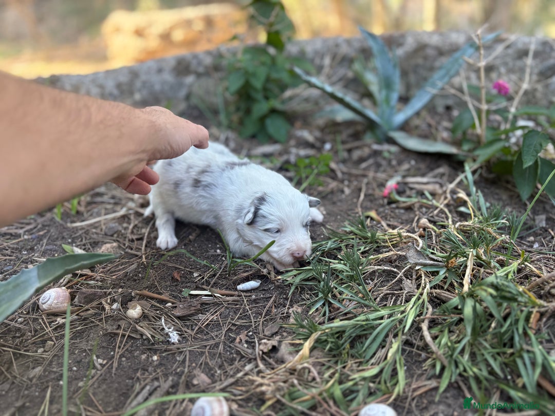 Border Collie perros en venta: 🐾 CACHORROS BORDER COLLIE DE ALTA CALIDAD 🐾 - Imagen 3